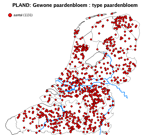 paardenbloem